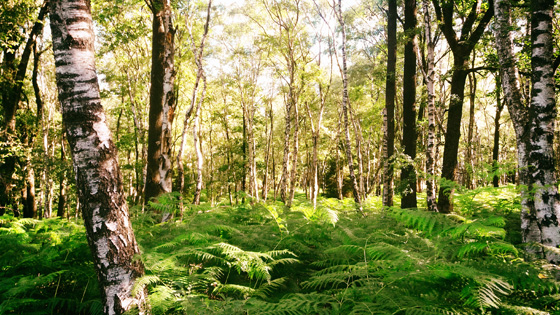 Image forêt de bouleaux près de Raeren